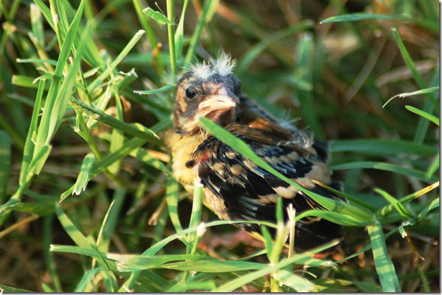 bird in the grass