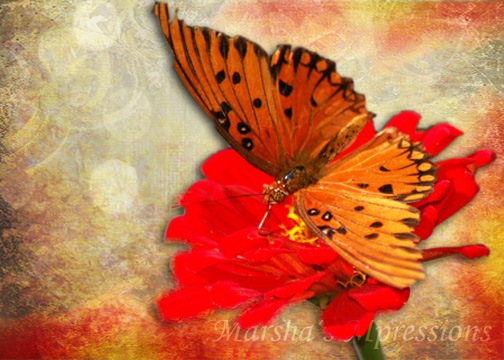[butterfly with effects w watermark[4].jpg]