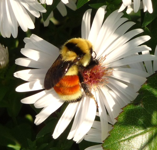 [bees0243.jpg]