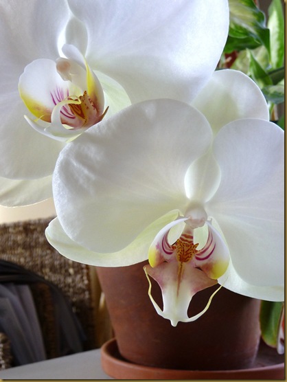 orchid 008