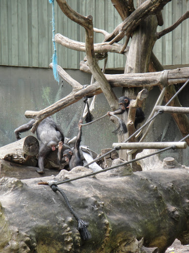 Chimpancés