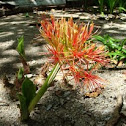Blood Lily