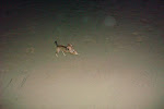 I am a crazy dog running wild before the sun is up :)