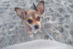 What did I do wrong?  Are you mad I made you chase me up and down the beach?
