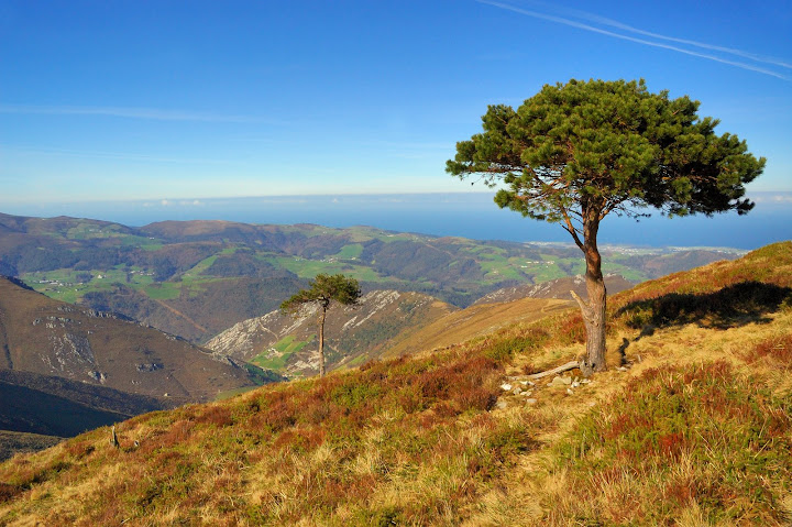 096%20Paisaje%20con%20pino.jpg