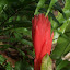 Foolproof plant bromeliad