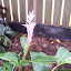 Pink Ginger - Jungle Queen