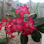 Desert rose