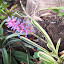 Matchstick plant bromeliad