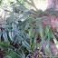 Elkhorn fern