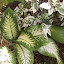 Croton