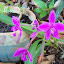 Ground orchid