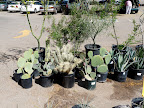 Cactus For Sale