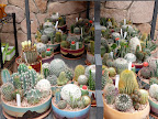 Cactuses For Sale