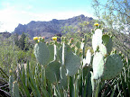 Blooming Cactus