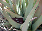 Aloe Cactus