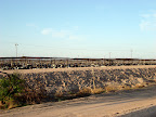 Thousands of Cows
