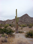 Cactus