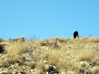 Cattle