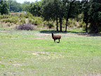 llama