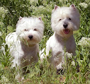 Gowin Britta & Gorwin Branko