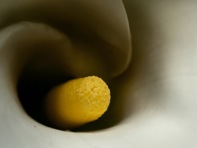 [FLor[1].jpg]