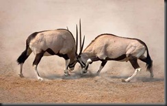 Head butting - fotolia_19475814 Head butting - fotolia_19475814