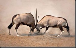 Head butting - fotolia_19475814