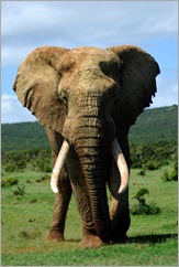 Elephant LR