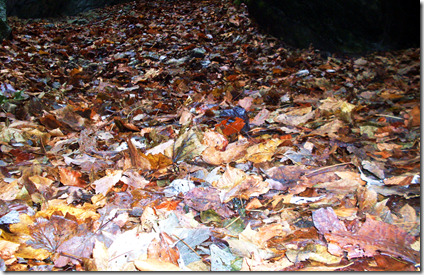 Un tappeto di foglie
