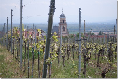 vigneti lungo la route des vins