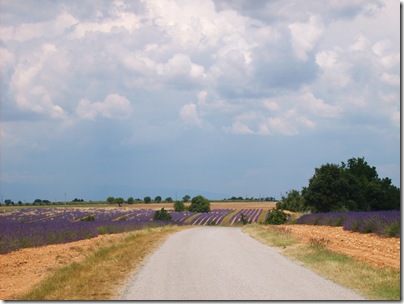 lavanda verso Valensole