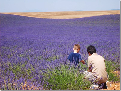 Campi di lavanda