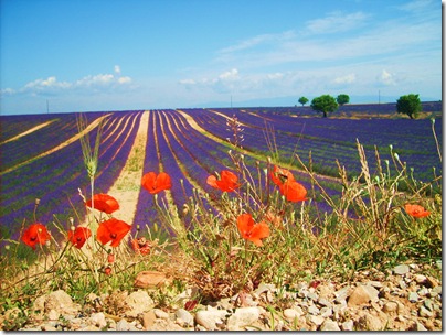 campi di lavanda a Valensole