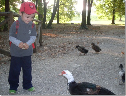 dar da mangiare ai piccoli abitanti del lago è un vero divertimento