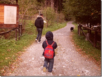 Passeggiata lungo l'alpes carnorum
