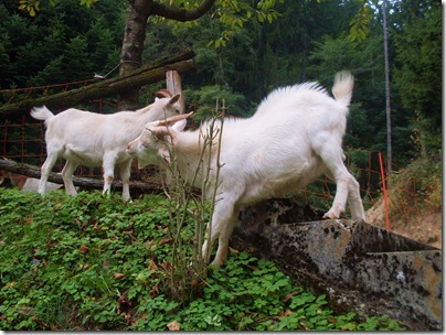 caprette al Bosco di Museis