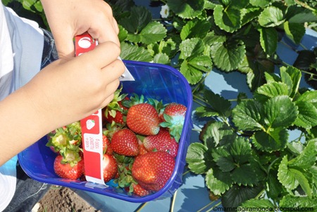 Risultati immagini per pick your own lombardia