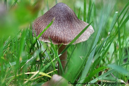 naturaDSC_0117 naturaDSC_0117