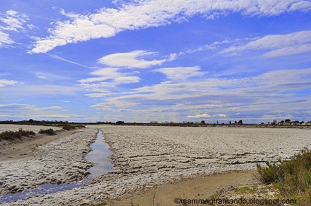 camargueDSC_0130