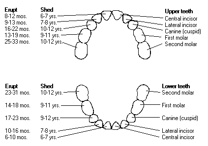 [teeth chart[3].gif]