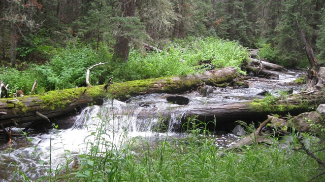 [2010-08-02 Lake Fork Trail Hike 019[3].jpg]