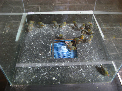birds3.jpg