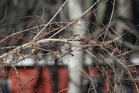DSC_0376 small