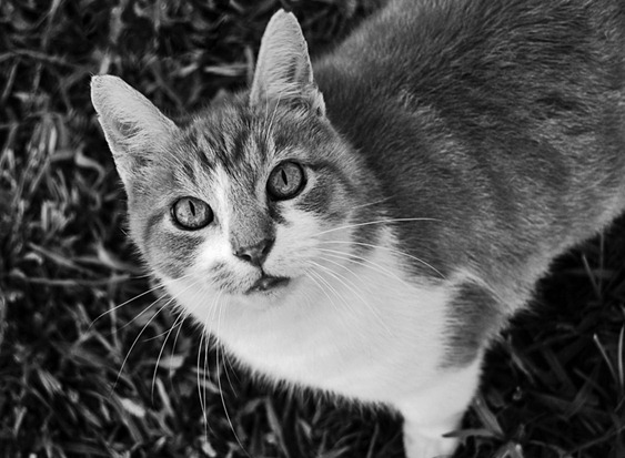 DSC_0591 Michelle Black BW Essence copy 2 DSC_0591 Michelle Black BW Essence copy 2