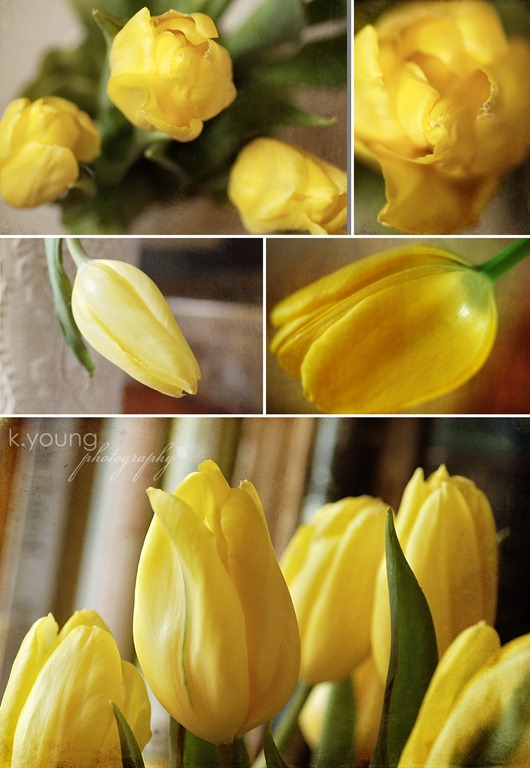 [Yellow Tulips copy 2[13].jpg]