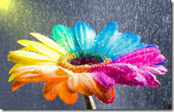 flower 1
