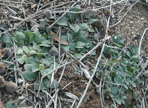 blackeyed susan seedlings