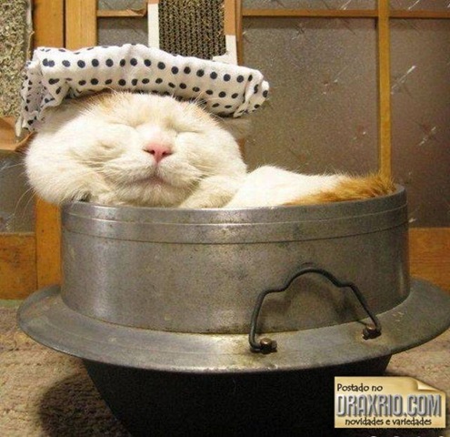 [sleeping_cat_10[4].jpg]