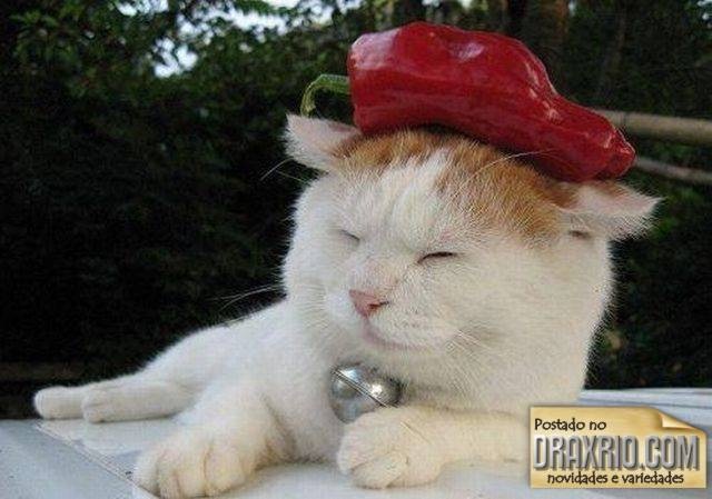 [sleeping_cat_11[4].jpg]